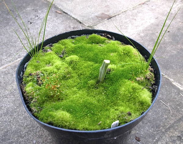 moss.jpg