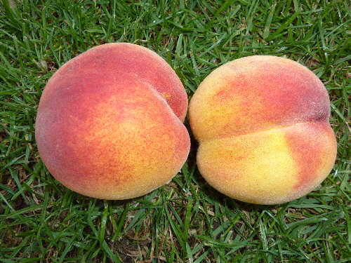 nectarine 005.jpg