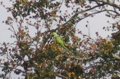 Parakeet at Gunby 4-10-11 .jpg