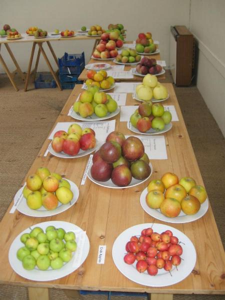 Apples, Laxtons to Worcesters etc.jpg