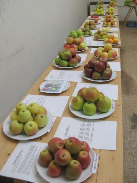 Apples, Adams to Laxtons.jpg