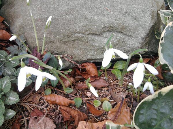 Snowdrops 25-10-11.jpg