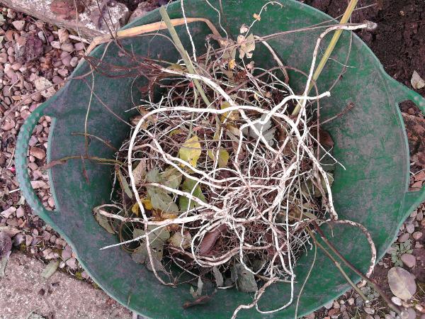 Bindweed 26-10-11.jpg
