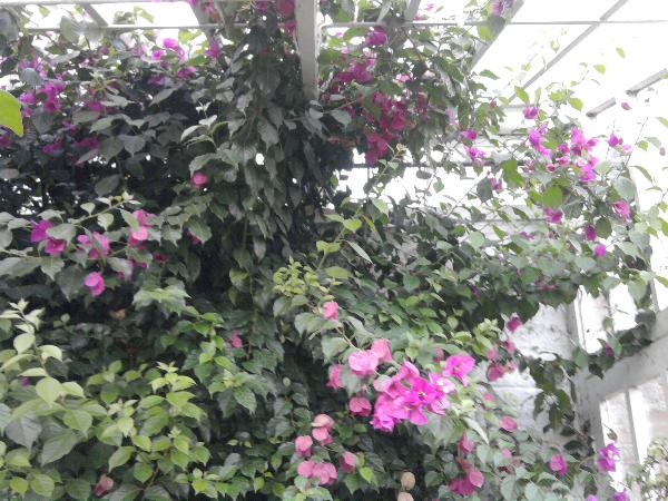 Greenhouse 1-11-11.jpg